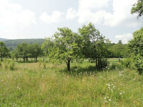 trees nature green