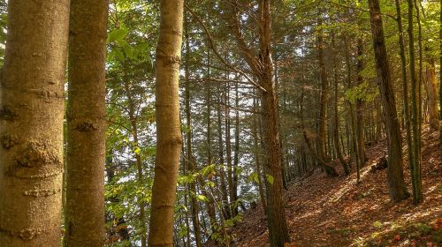 trees forest nature