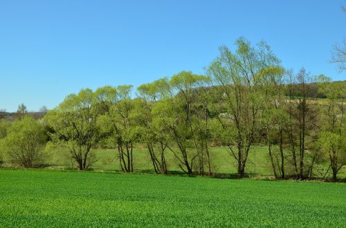 trees green april