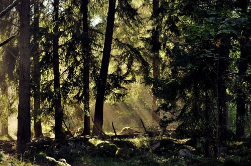 trees forest sweden