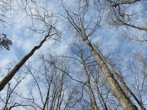 trees bare woods