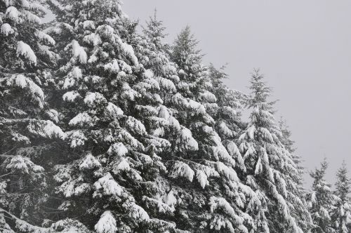 trees firs snow