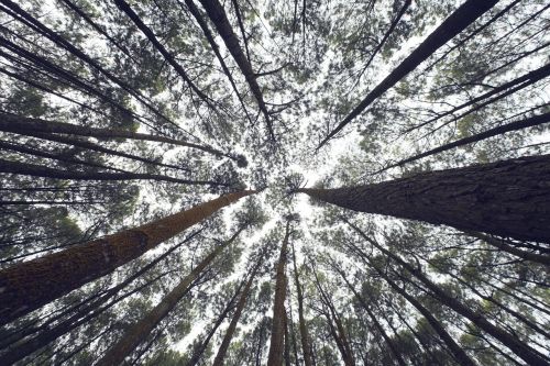 trees perspective nature