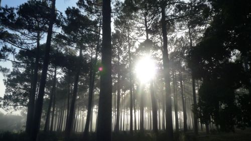 trees mist forest