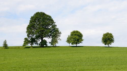 trees grove of trees meadow