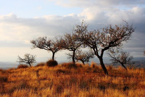 trees grassland steppe