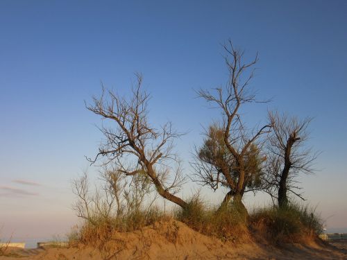 trees dry beach