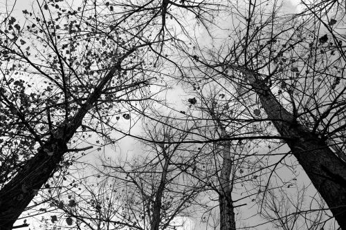 trees withered black and white