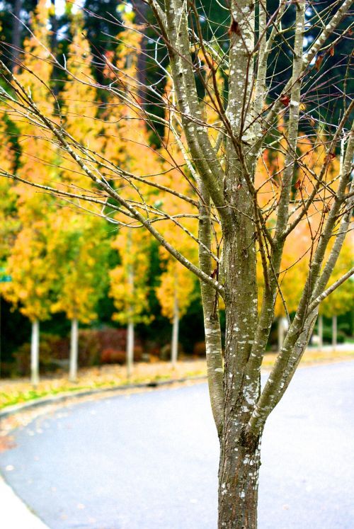 trees autumn road