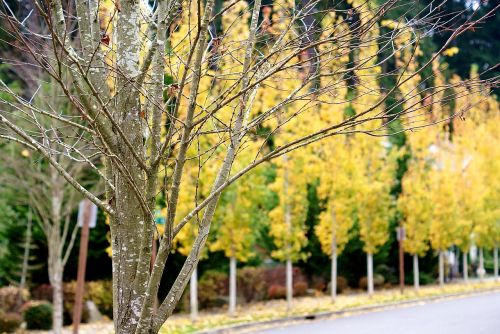 trees autumn road