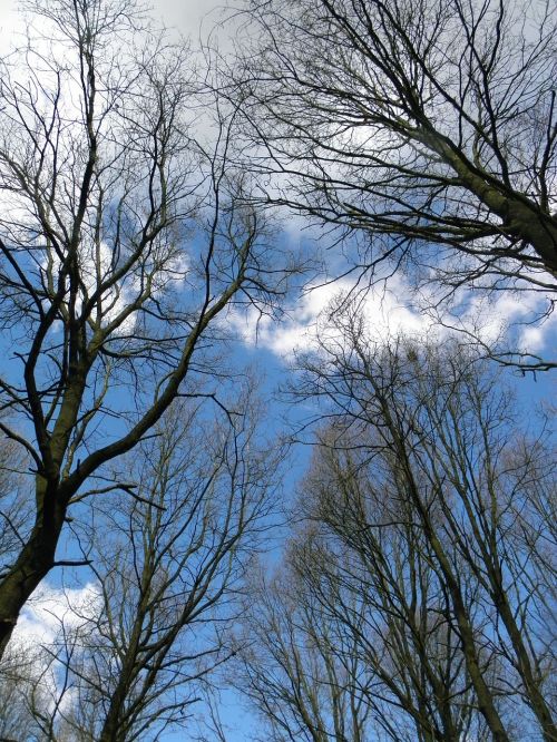 trees aesthetic sky