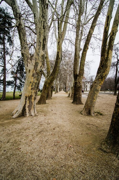 trees hungary park