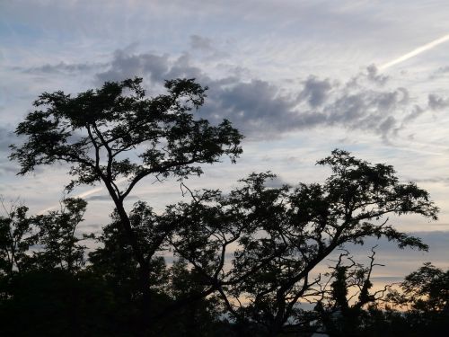 trees clouds sky