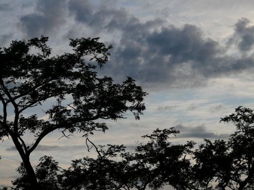 trees clouds sky