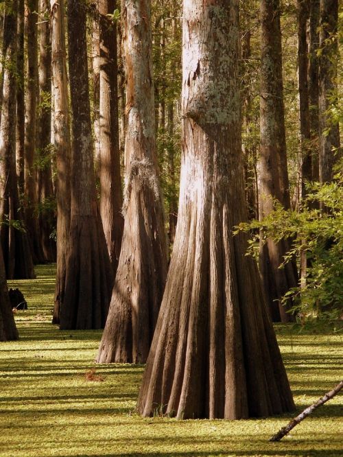 trees swamp landscape