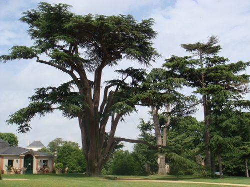 trees castle france