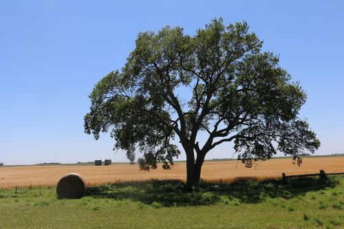 trees blue sky field