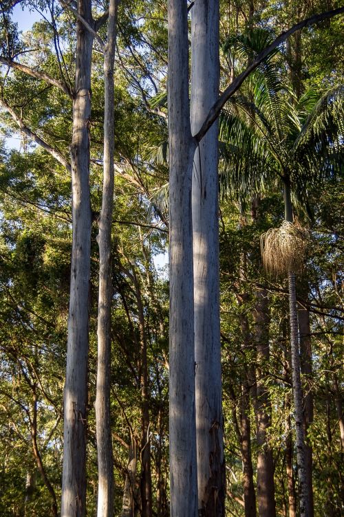 trees rain forest forest