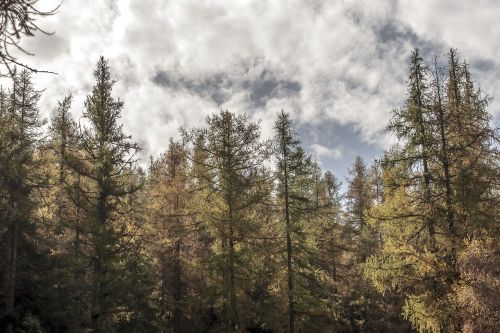 trees valle d'aosta sky