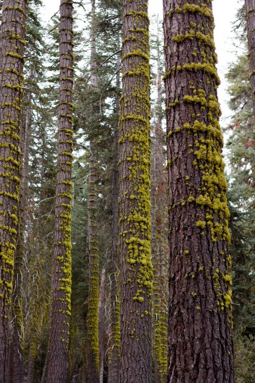 trees tall woods