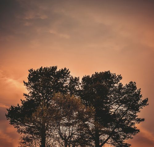 trees branches leaves