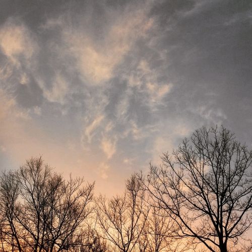 trees sky nature