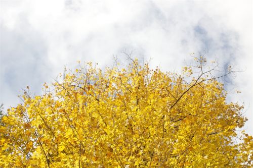 trees yellow leaves