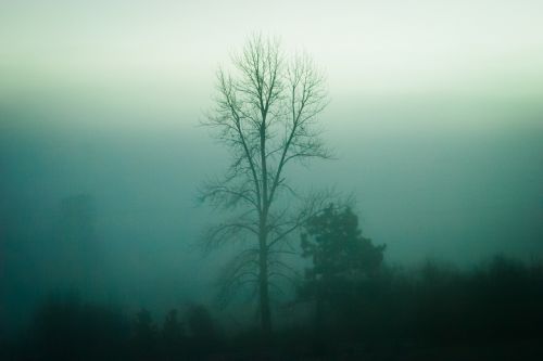 trees nature fog