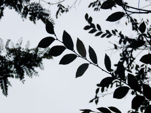 trees leaves silhouette