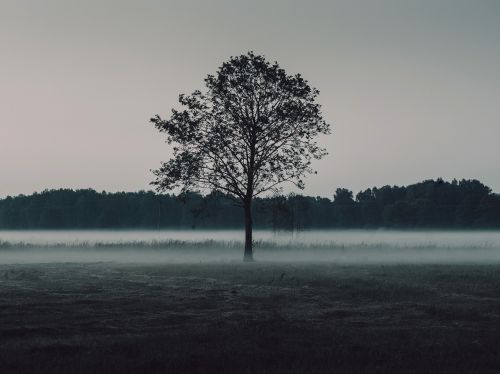 trees field mist