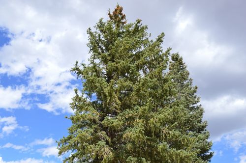 pine tree crown sky