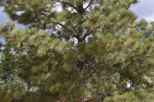 pine evergreen tree environment