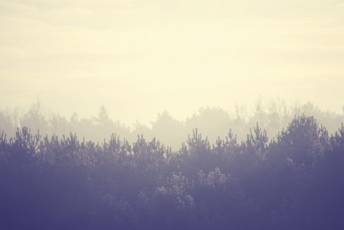 trees landscape forest