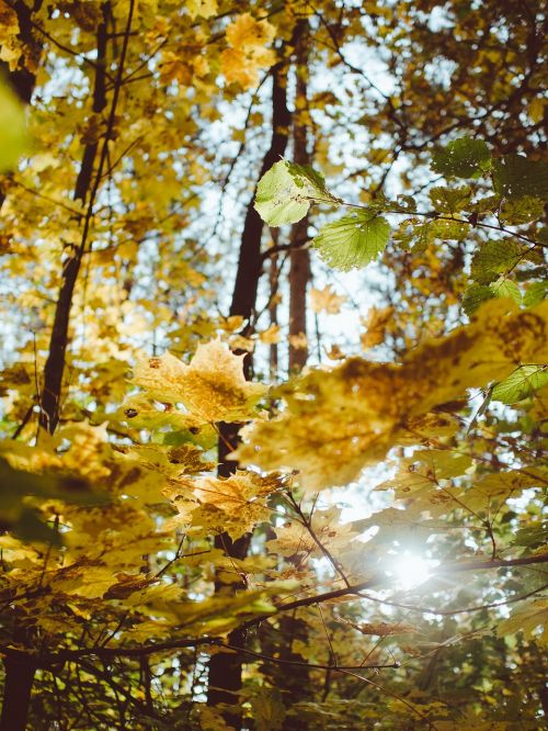 trees autumn fall