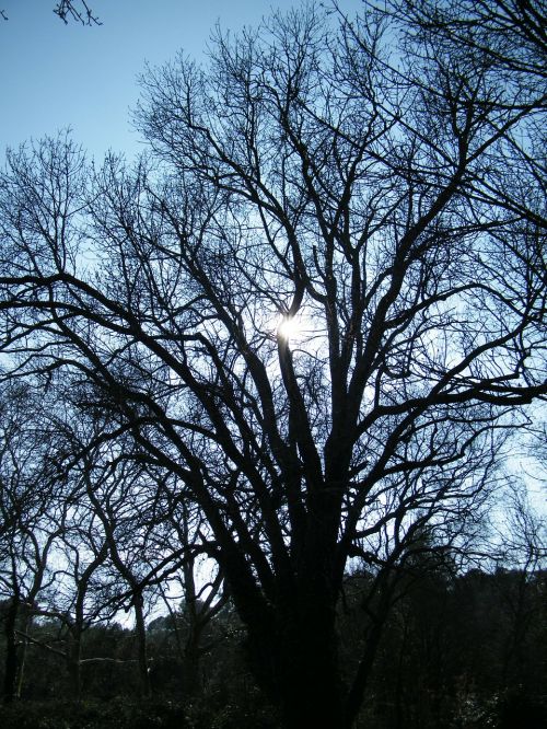 trees leaves old tree