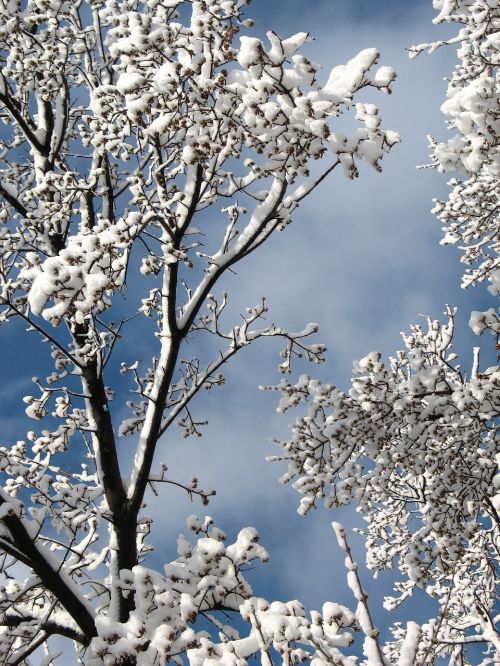 trees sky natural