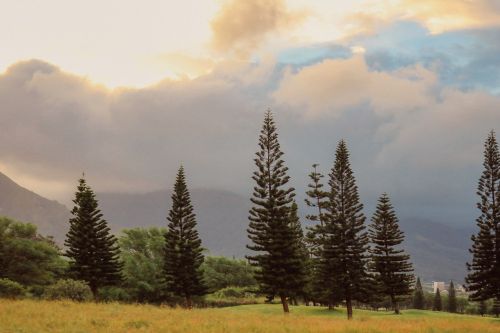 trees pine tree forest