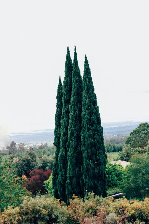 trees nature landscape