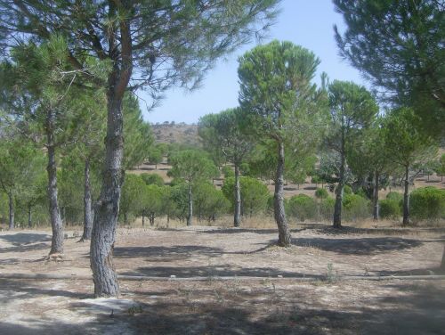 trees landscape pinheiro