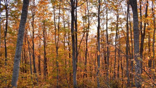 trees forest woods