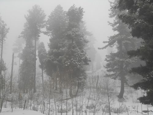 trees ice forest