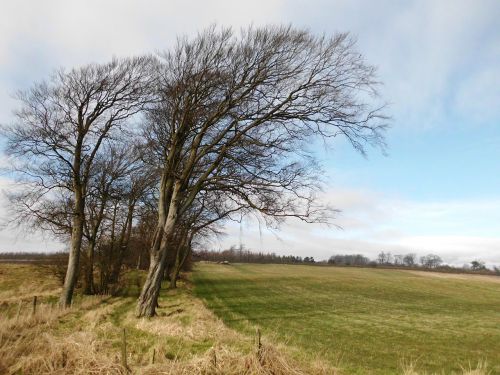 trees nature field