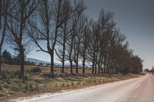 trees path road