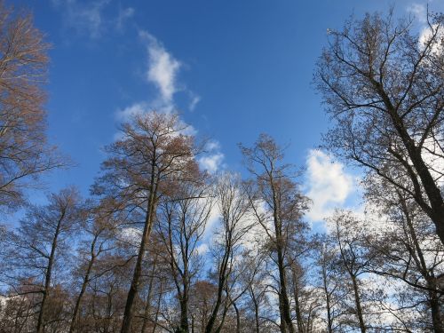 trees nature landscape