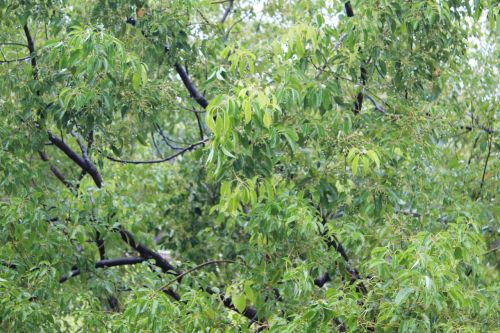 trees green green tree background