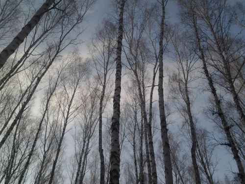 trees birch forest