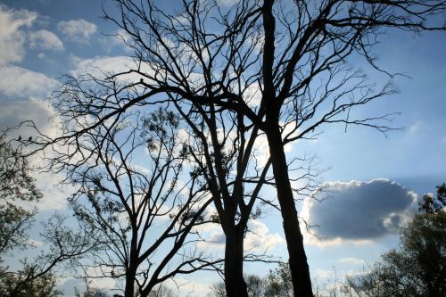 Trees Against Bright Sky