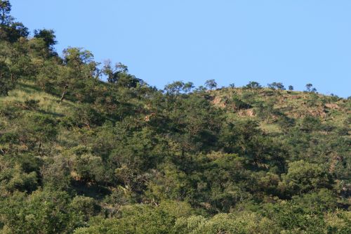 Trees Along The Ridge