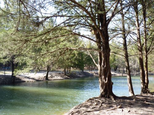 Trees Along The Water