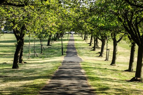 Trees Along The Way